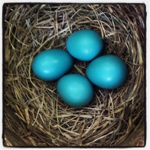Robin's Eggs